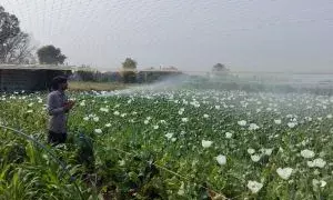 अफीम फसल में सफेद मस्सी का प्रकोप, किसान चिंतित