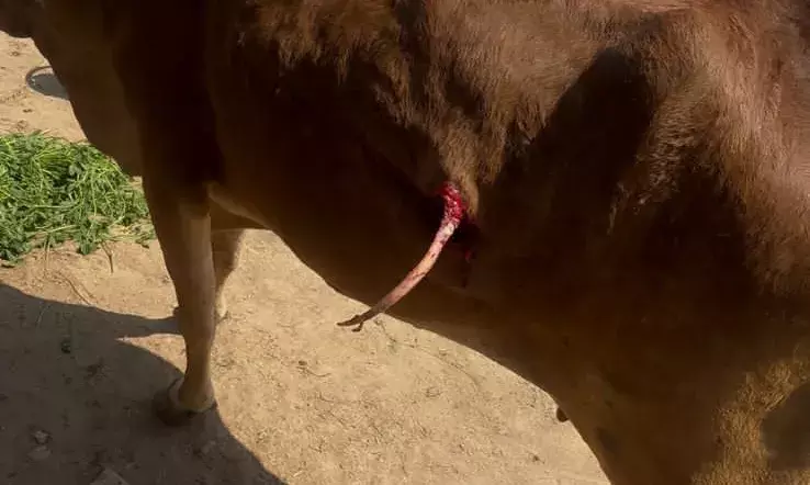 लोडिंग कंटेनर की टक्कर से गाय गंभीर घायल,चालक फरार—ग्रामीणों व गौसेवकों में आक्रोश,थाने में दी रिपोर्ट लोडिंग कंटेनर की टक्कर से गाय गंभीर घायल,चालक फरार—ग्रामीणों व गौसेवकों में आक्रोश,थाने में दी रिपोर्ट