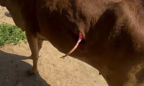 लोडिंग कंटेनर की टक्कर से गाय गंभीर घायल,चालक फरार—ग्रामीणों व गौसेवकों में आक्रोश,थाने में दी रिपोर्ट