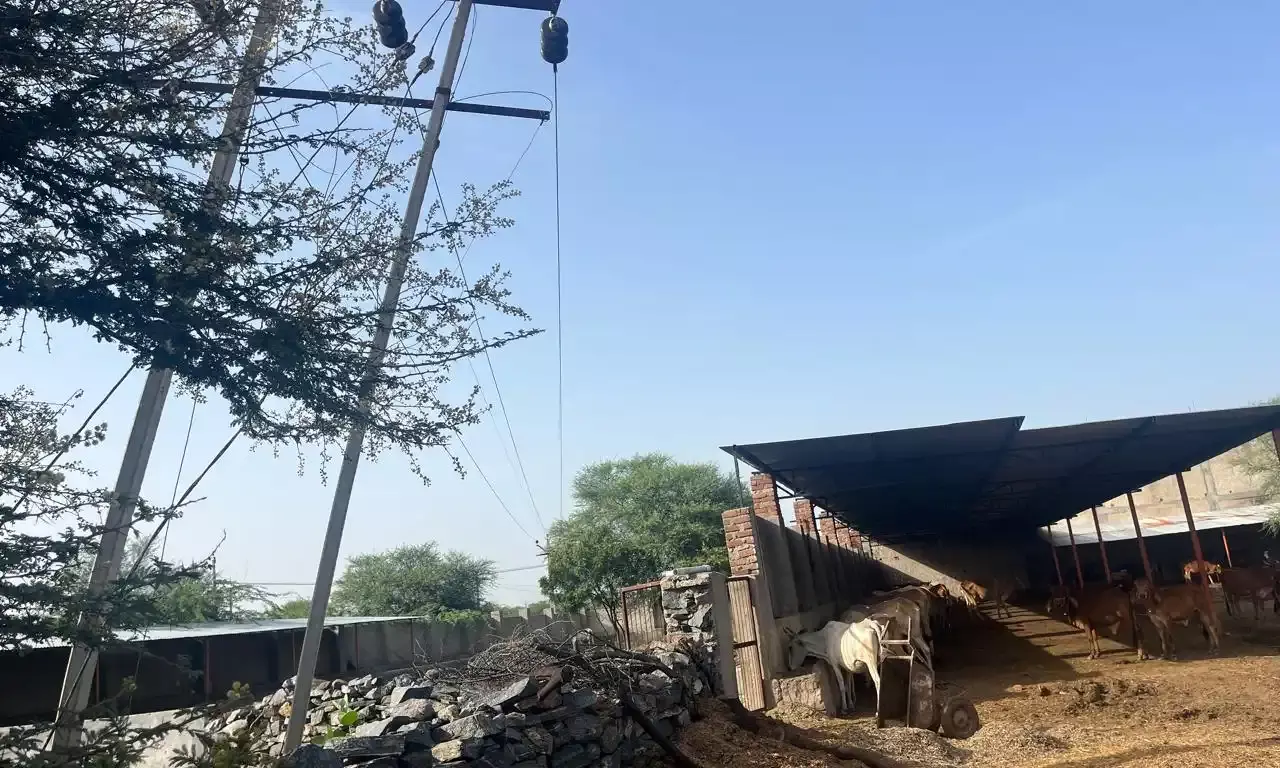 सरेरी स्थित श्री बजरंग गोपाल गौशाला में 33 केवी लाइन के जर्जर पोल से गौवंश पर मंडरा रहा खतरा सरेरी स्थित श्री बजरंग गोपाल गौशाला में 33 केवी लाइन के जर्जर पोल से गौवंश पर मंडरा रहा खतरा