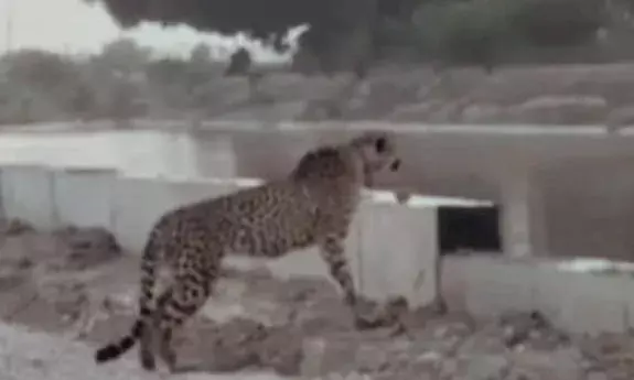 बारां में अफ्रीकन चीता KP-2 की दस्तक: शिकार की तलाश में बदला ठिकाना, मांगरोल क्षेत्र में बढ़ा मूमेंट