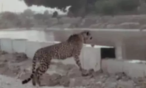 बारां में अफ्रीकन चीता KP-2 की दस्तक: शिकार की तलाश में बदला ठिकाना, मांगरोल क्षेत्र में बढ़ा मूमेंट