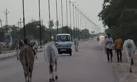 गो-संरक्षण के नाम पर ₹5201 करोड़ की भारी वसूली, फिर भी सड़कों पर भटक रहा गोवंश; ₹1300 करोड़ के अंतर ने खड़े किए सवाल गो-संरक्षण के नाम पर ₹5201 करोड़ की भारी वसूली, फिर भी सड़कों पर भटक रहा गोवंश; ₹1300 करोड़ के अंतर ने खड़े किए सवाल