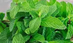 सर्दी की मार से सिकुड़ गया है पुदीना? इस एक जादुई चीज़ से फिर से होगा हरा-भरा सर्दी की मार से सिकुड़ गया है पुदीना? इस एक जादुई चीज़ से फिर से होगा हरा-भरा