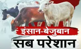 भीलवाड़ा में गो-संरक्षण के नाम पर करोड़ों का खेल: सड़कों पर मौत बनकर दौड़ रहा गोवंश