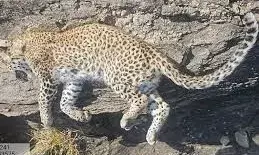 खौफनाक मंजर: गहरी नींद में सो रहे युवक को 100 मीटर घसीट ले गया पैंथर, मौत