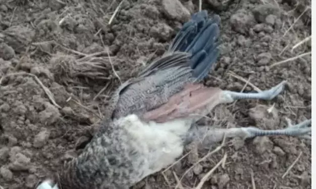 मांडलगढ़: जहरीला दाना डालकर 4 राष्ट्रीय पक्षी मोरों का शिकार; आदतन अपराधी डिटेन