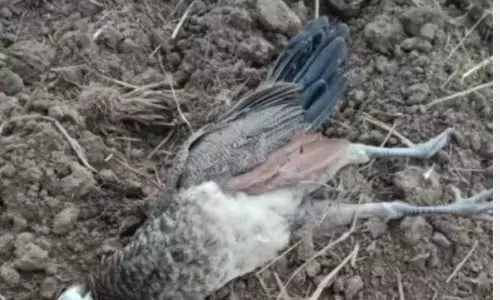 मांडलगढ़: जहरीला दाना डालकर 4 राष्ट्रीय पक्षी मोरों का शिकार; आदतन अपराधी डिटेन