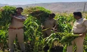 मक्के के खेत में लहलहा रहे थे गांजे के पौधे; ऑपरेशन त्रिनेत्र के तहत 31 लाख का गांजा जब्त, एक गिरफ्तार