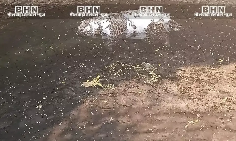 डेलास गांव के कुएं में मिला पैंथर का शव, इलाके में फैली सनसनी