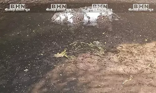 डेलास गांव के कुएं में मिला पैंथर का शव, इलाके में फैली सनसनी