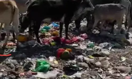 गोवंश पर मंडरा रहा मौत का खतरा: डंपिंग यार्ड में प्लास्टिक खाने से रोजाना हो रही गोवंश की मौत, पुर के गोभक्तों में आक्रोश