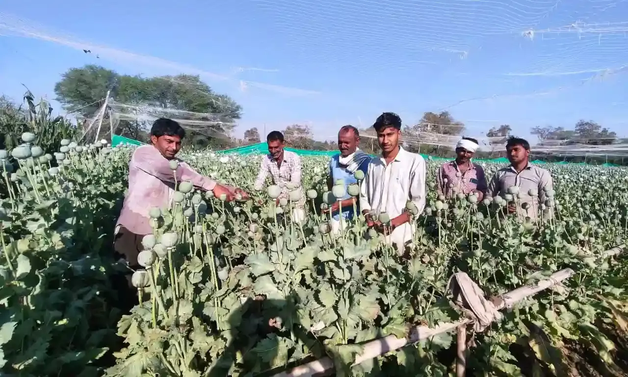 अफीम की खेती की प्रक्रिया और सरकारी नियमों पर दी जानकारी अफीम की खेती की प्रक्रिया और सरकारी नियमों पर दी जानकारी