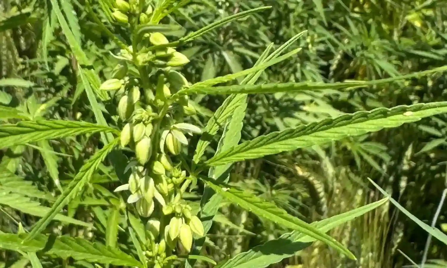 गेहूं के खेत में लहलहा रहे थे गांजे के पौधे, 33 किलो से ज्यादा माल जब्त