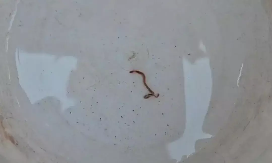 ढ़ेलाणा में चंबल के पानी में आया जिंदा सांप का बच्चा