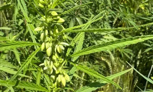 गेहूं के खेत में लहलहा रहे थे गांजे के पौधे, 33 किलो से ज्यादा माल जब्त