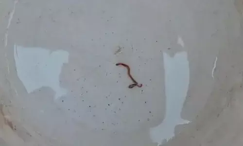 ढ़ेलाणा में चंबल के पानी में आया जिंदा सांप का बच्चा