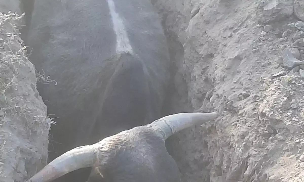 शारदा चौराहे से 200 फीट रोड पर मौत के गड्ढे, टेलिकॉम कंपनियों की लापरवाही से राहगीर परेशान