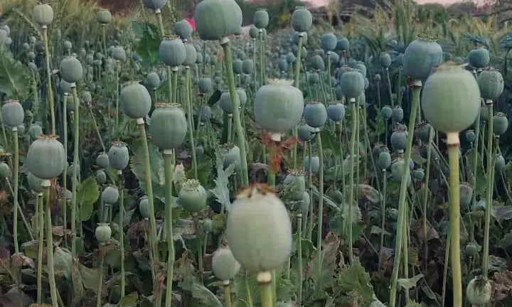 बड़ी कार्रवाई-गेहूं के खेत में लहलहाते मिले अफीम के पौधे