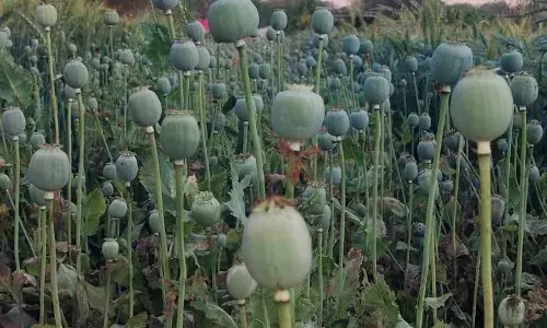 बड़ी कार्रवाई-गेहूं के खेत में लहलहाते मिले अफीम के 8400 पौधे