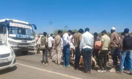 पाली-भीलवाड़ा हाइवे पर बस और सांड की टक्कर से अफरा-तफरी, यातायात हुआ प्रभावित