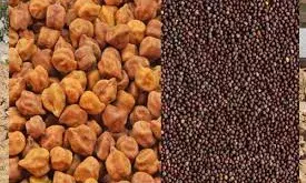 सरसों-चना की MSP पर खरीद का ऐलान: 15 मार्च से रजिस्ट्रेशन, दो चरणों में होगी सरकारी खरीद