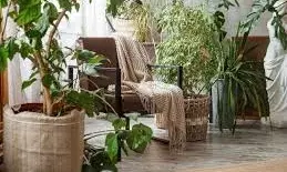 भीषण गर्मी में घर को एसी जैसी ठंडक देंगे ये 5 खास पौधे, ताजी हवा के साथ वातावरण बनेगा खुशनुमा भीषण गर्मी में घर को एसी जैसी ठंडक देंगे ये 5 खास पौधे, ताजी हवा के साथ वातावरण बनेगा खुशनुमा