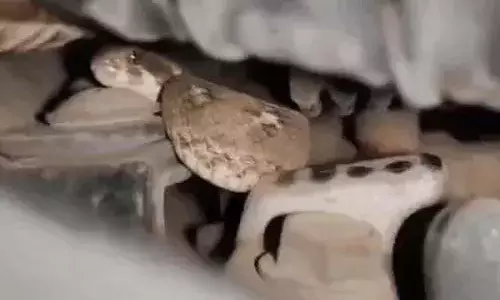 चलती बाइक पर युवक को सांप ने डसा, अस्पताल में भर्ती