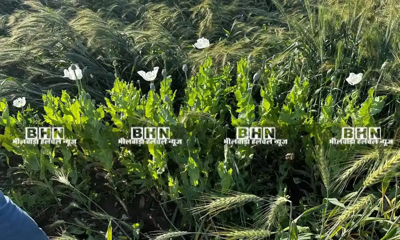 भीलवाड़ा में गेहूं के खेतों की आड़ में उगाए 391 अवैध अफीम के पौधे जब्त