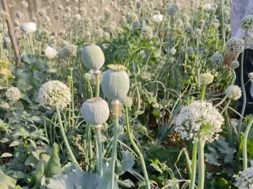 प्याज की फसल के बीच छिपी थी काली कमाई: जयपुर पुलिस ने पकड़ी अवैध अफीम की खेती, 363 पौधे बरामद