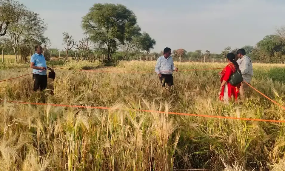 देवली में गेहूं की फसल कटाई प्रयोग संपन्न: कृषि अधिकारियों ने किया उत्पादन का आंकलन