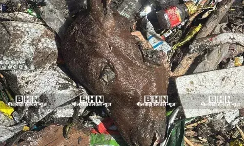 गोवंश के अवशेष मिलने से कस्बे में आक्रोश, पुलिस पहुंची मौके पर