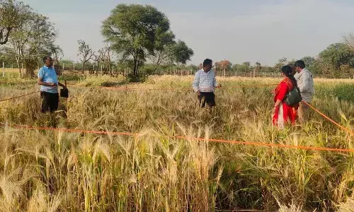 देवली में गेहूं की फसल कटाई प्रयोग संपन्न: कृषि अधिकारियों ने किया उत्पादन का आंकलन