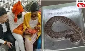 शादी में दोस्त ने गिफ्ट किया मिठाई का डिब्बा, दूल्हे ने खोला तो उड़े होश, निकला जिंदा सांप