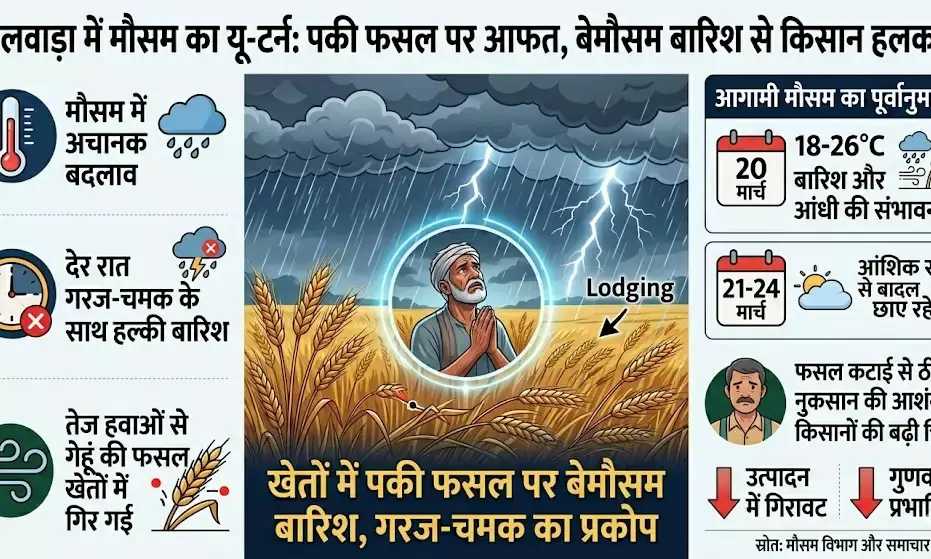 भीलवाड़ा में मौसम का यू-टर्न: पकी फसल पर आफत, बेमौसम बारिश से किसान हलकान