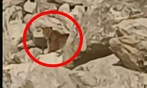 आसींद क्षेत्र में पैंथर का खौफ: बरसनी में जमाया डेरा, वन विभाग मौन आसींद क्षेत्र में पैंथर का खौफ: बरसनी में जमाया डेरा, वन विभाग मौन