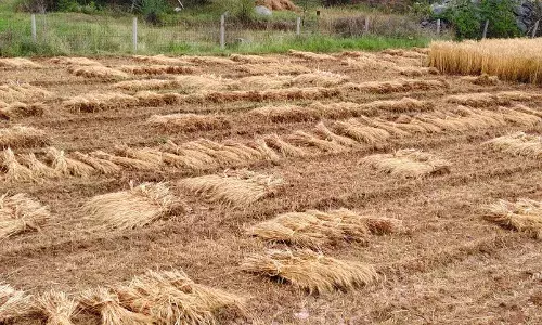 सवाईपुर क्षेत्र में मध्य रात्रि को हुई बारिश से भीगी फसलें, किसानों के चेहरे पर चिंता की लकीरें सवाईपुर क्षेत्र में मध्य रात्रि को हुई बारिश से भीगी फसलें, किसानों के चेहरे पर चिंता की लकीरें