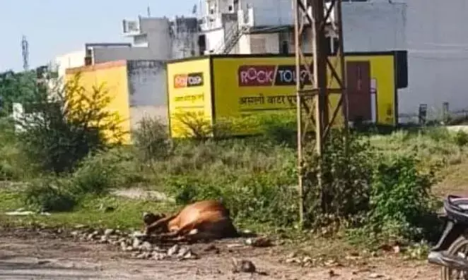 बिजली विभाग की लापरवाही ने ली गोवंश की जान, तेजसिंह सर्कल क्षेत्र में रोष बिजली विभाग की लापरवाही ने ली गोवंश की जान, तेजसिंह सर्कल क्षेत्र में रोष