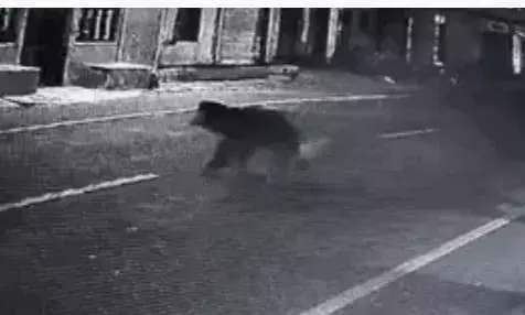 बारां: शेरगढ़ सेंचुरी से निकलकर हाइवे पर आया भालू, सीसीटीवी में हुआ कैद, गांवों में दहशत बारां: शेरगढ़ सेंचुरी से निकलकर हाइवे पर आया भालू, सीसीटीवी में हुआ कैद, गांवों में दहशत