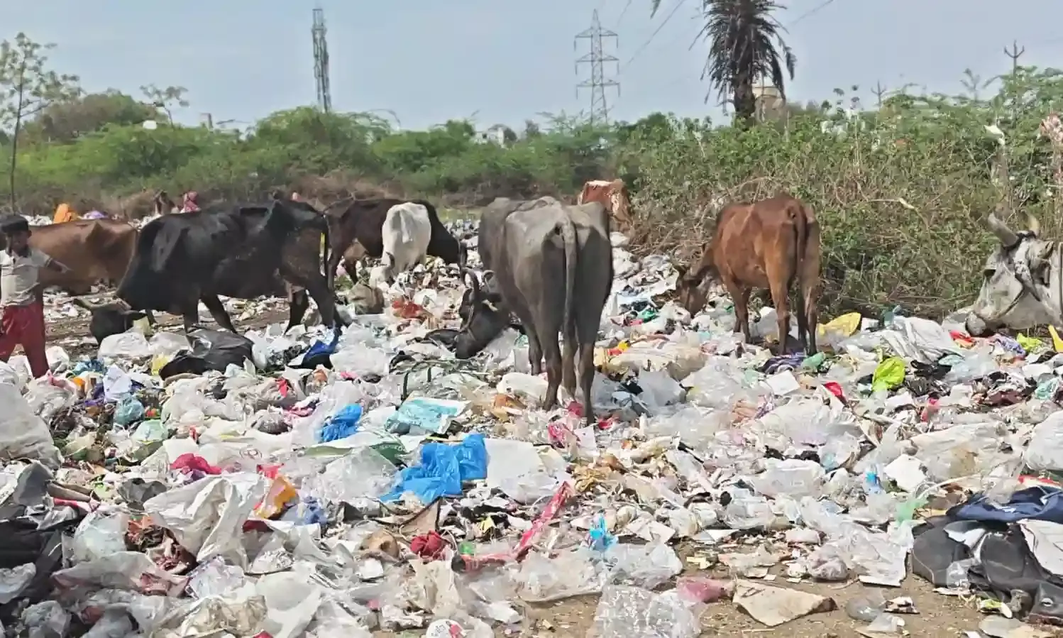 ट्रेचिंग ग्राउंड बना पशुओं के लिए काल: पॉलीथीन खाने से हरणी गांव में 5 गायों की मौत, ग्रामीणों में भारी आक्रोश ट्रेचिंग ग्राउंड बना पशुओं के लिए काल: पॉलीथीन खाने से हरणी गांव में 5 गायों की मौत, ग्रामीणों में भारी आक्रोश