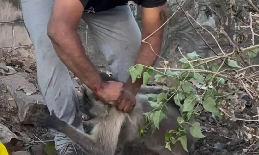 बिजली की कैंची की चपेट में आया वानर, गौसेवकों ने रेस्क्यू कर बचाई जान