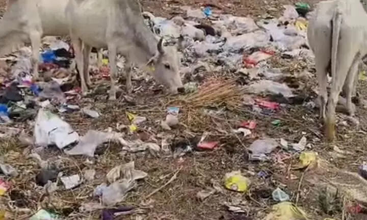 खजूरी में स्वच्छता अभियान पर सवाल, कचरे और पॉलिथीन से हो रही गोवंश की मौतें