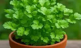 चिलचिलाती धूप में भी लहलहाएगा हरा धनिया, बस अपनाएं ये आसान तरीके