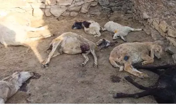 जुना बेड़ा में पैंथर का तांडव: 10 भेड़ों को उतारा मौत के घाट, 4 घायल जुना बेड़ा में पैंथर का तांडव: 10 भेड़ों को उतारा मौत के घाट, 4 घायल