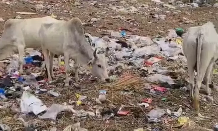 खजूरी: स्वच्छ भारत मिशन की उड़ी धज्जियां, खबर के असर के बाद पंचायत ने समाधान के बजाय बंद किया कचरा संग्रहण