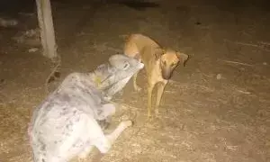 कबराड़िया में ममता की अनोखी मिसाल: कुतिया ने बछड़े को पिलाया दूध, लोगों को किया भावुक