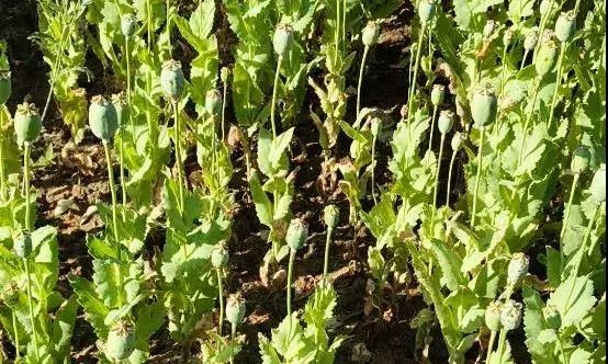 भीलवाड़ा में नशे के सौदागरों पर CBN का बड़ा प्रहार! प्याज के खेतों में लहलहा रहे थे मौत के पौधे भीलवाड़ा में नशे के सौदागरों पर CBN का बड़ा प्रहार! प्याज के खेतों में लहलहा रहे थे मौत के पौधे