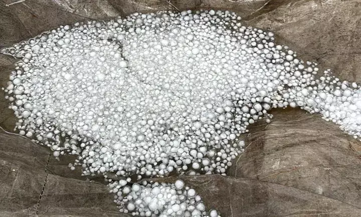 किसानो की मेहनत पर फर गया पानी बे मौसम बारिश से किसान चिंतित