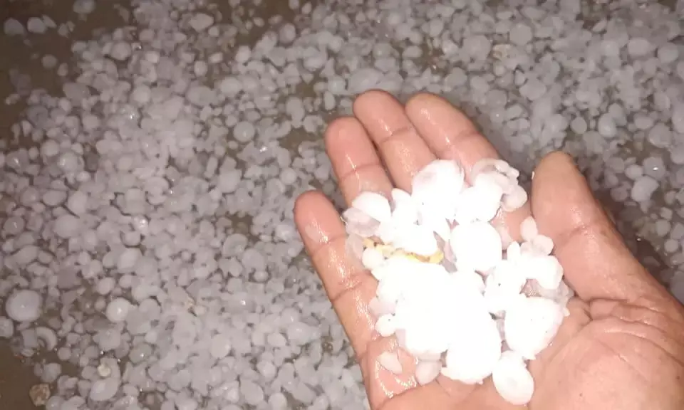 सवाईपुर क्षेत्र में कुदरत का कहर: नींबू के आकार के गिरे ओले, पककर तैयार फसलों पर फिरा पानी सवाईपुर क्षेत्र में कुदरत का कहर: नींबू के आकार के गिरे ओले, पककर तैयार फसलों पर फिरा पानी