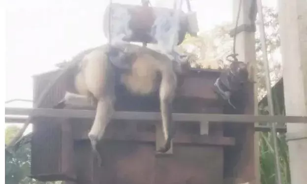 ट्रांसफार्मर पर करंट लगने से बंदर की मौत, कस्बे की बिजली सप्लाई हुई बाधित